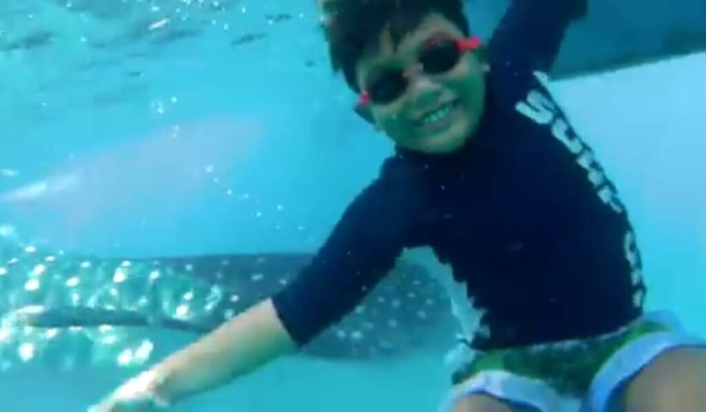 Swimming with the Whale Sharks