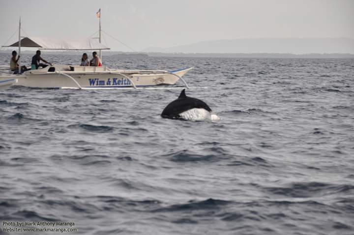 Whale Shark near Panglao Island