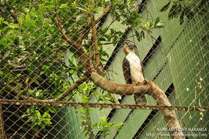 Philippine Eagle in Davao