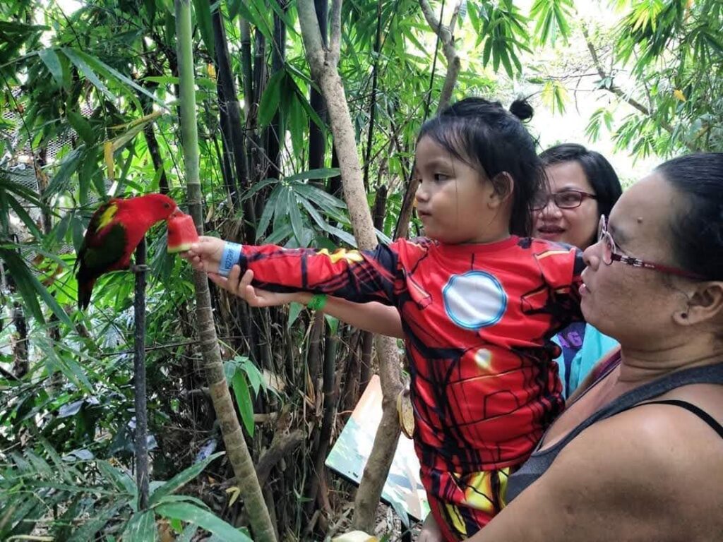 Feeding the Parrots