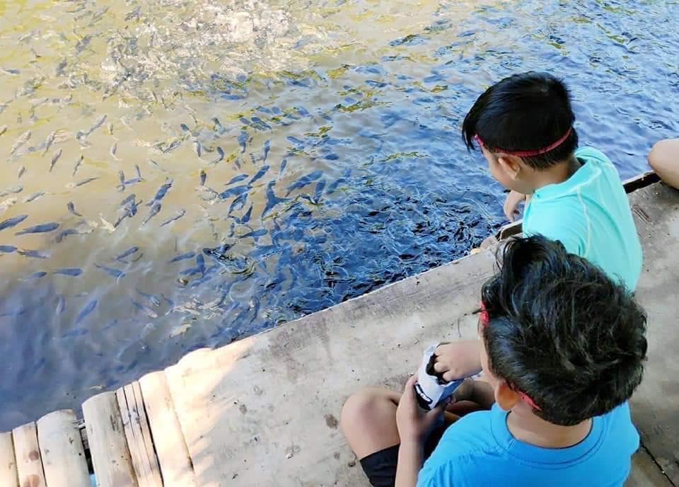 Feeding the Fishes in Sumilon Island