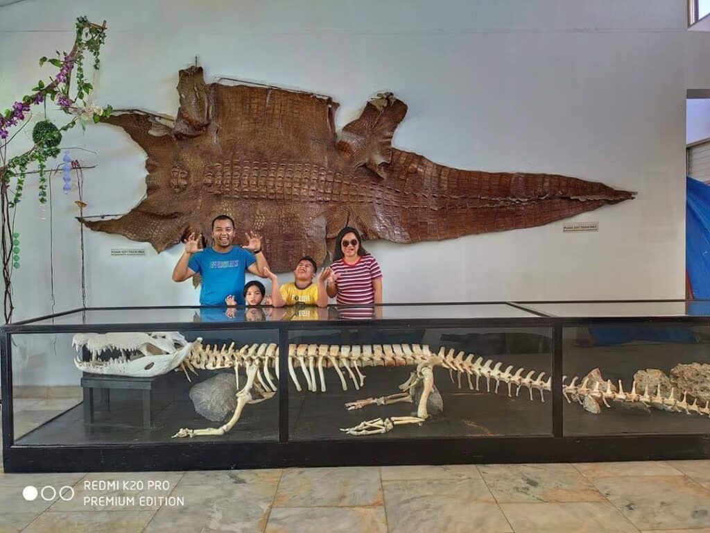Big Crocodile Fossils