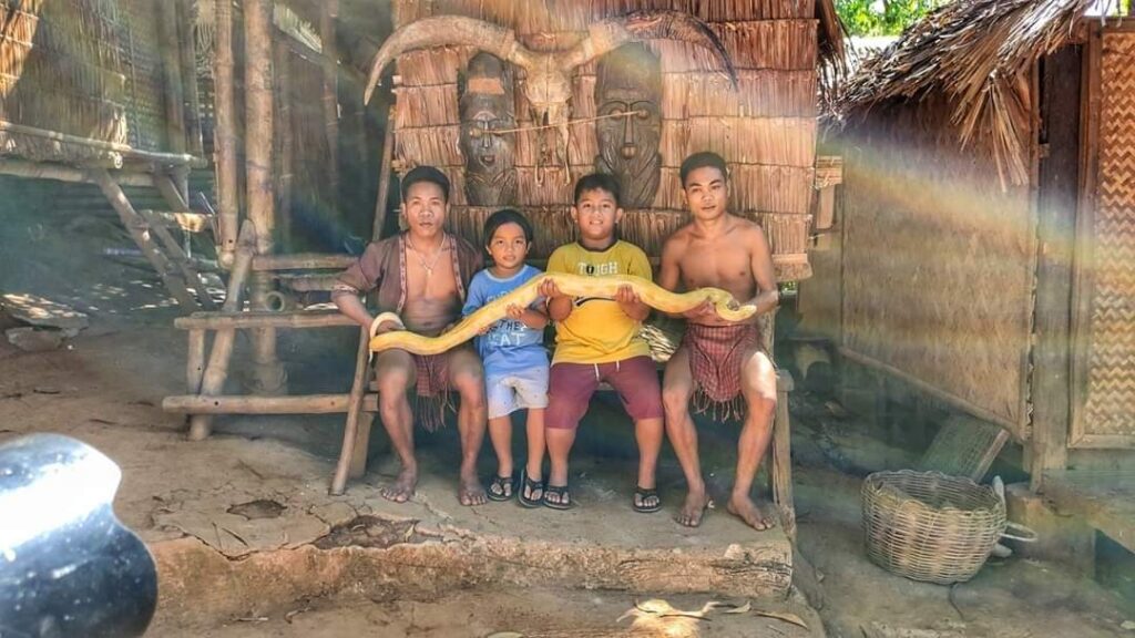 Big Yellow Snake in Palawan