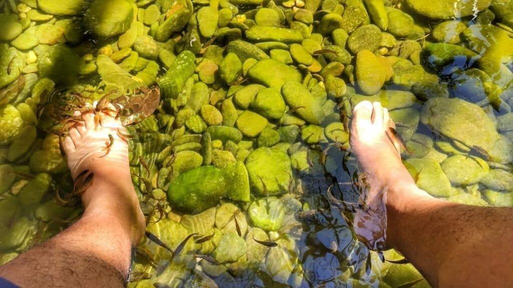 Doctor Fish Massage in Palawan