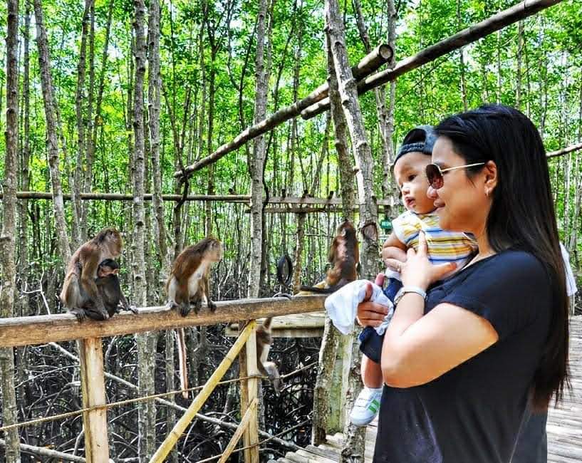 Wild Macaque in Bohol