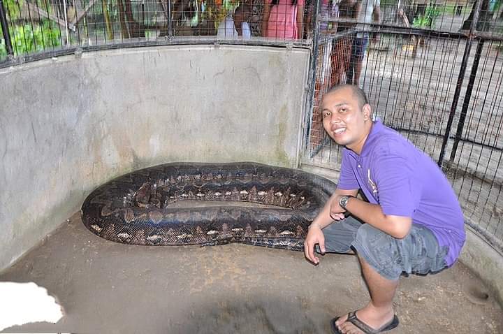 Big snake in Bohol