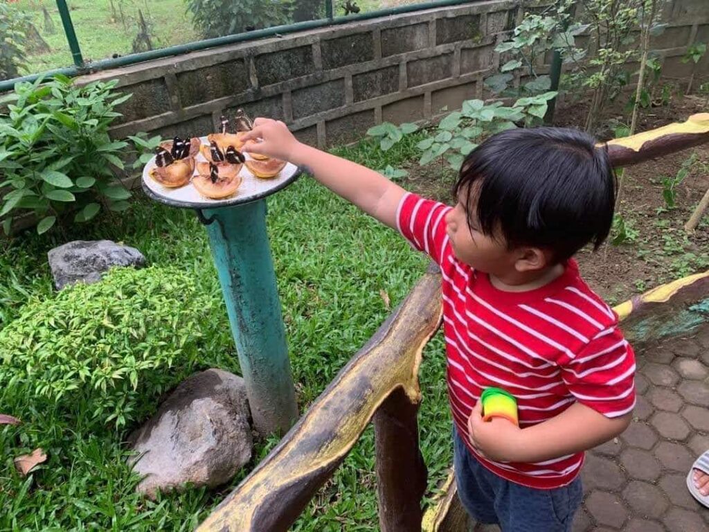 Seeing the Butterflies Up Close