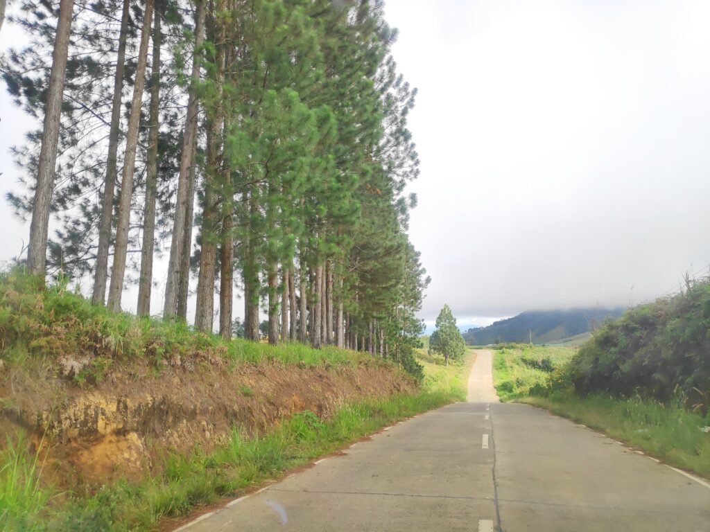 Pine Trees along the highway